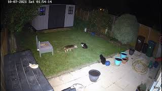 Hikvision ColorVu 4MP CCTV camera night time quality Cats amp fox interaction Felpham Bognor Regis [upl. by Anaile]