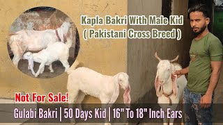 Pakistani Kapla Goat Breed  Bakri With Male Kid  Not For Sale goatbakripalanchagolgulabibakre [upl. by Ratib]