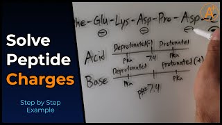 Calculating the Charge of a Polypeptide in 3 Minutes Simplified [upl. by Arnelle]