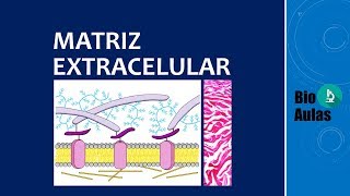 Matriz Extracelular Glicosaminoglicanos Proteoglicanos Glicoproteínas Colágeno e Elastina [upl. by Haeel]