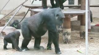 Artis Amsterdam ZOO [upl. by Shulman]