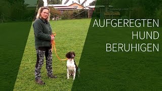 Aufgeregten Hund beruhigen ► Aufgeregter Hund ► Das geeignete Hundetraining [upl. by Eellah]