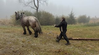 Seltener Beruf Norbert Bong ist Pferderücker [upl. by Xuaegram101]