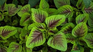 Introduce Amaranth and how to grow [upl. by Nnaylime286]