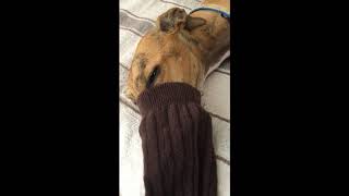 Homemade anesthesia for greyhounds  Eva from katefriends [upl. by Repsihw]