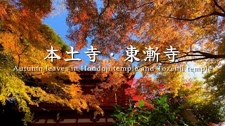 4K UHD Autumn leaves at Hondoji Temple and Tozenji Temple本土寺と東漸寺の紅葉 [upl. by Mallin54]