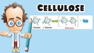 Cellulose [upl. by Ocram]