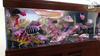 Aquarium video goldfish betta fish and koi fish in planted tank 923 [upl. by Malan]