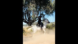 Fixing a Barn Sour Horse Rearing Part 1 Gaited Horse Training [upl. by Quick]