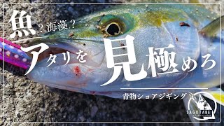 【ショアジギング】青物のアタリと海藻を見極めろ [upl. by Muldon462]