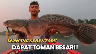 WAKTU MANCING CUMA SEBENTAR TAPI DAPAT TOMAN BESAR‼️ HUJAN GERIMIS TOMAN GANAS‼️ [upl. by Dowdell]