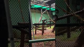 mysore zoo parkvacation trip 😍 [upl. by Klement972]