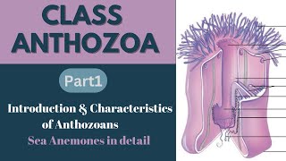 Class Anthozoa Charcreristics Sea Anemones Miller amp Harleychap09 [upl. by Feola]