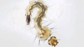 Aedes Larva Wiggle [upl. by Willmert]