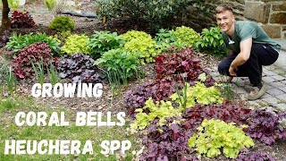 CORAL BELLS Heuchera spp  Where to Plant amp How to Grow [upl. by Dick]