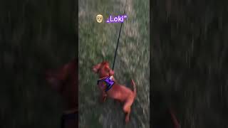 Training our vizsla puppy to come [upl. by Tatman868]