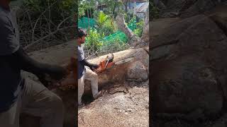 Husqvarna Chainsaw VS Big Wood chainsaw husqvarna shorts 1462 [upl. by Ancier632]