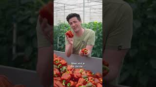 Welke paprika is het gezondst  Lekker uit Nederland  Allerhande [upl. by Hoppe]