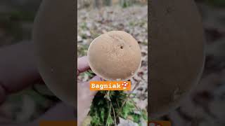 Bagniak🍄🇵🇱 Suillus variegatus mushroom shortsfeed shorts fyp shortvideo [upl. by Israeli]