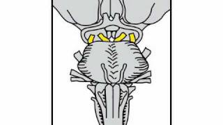 Neurologic Exam Cranial Nerves Anatomy  Cranial Nerve 3 and 4 [upl. by Mount]