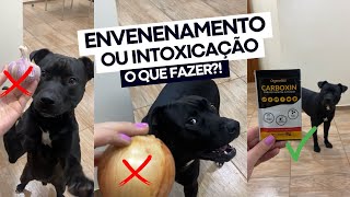 Cachorro envenenado ou intoxicado o que fazer 😥 Carvão Ativado Organnact Carboxin [upl. by Xineohp269]