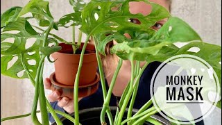 🌱🌿☘️ Stekexperiment met de Monstera Monkey Mask 🌱🌿☘️ [upl. by Nevak963]