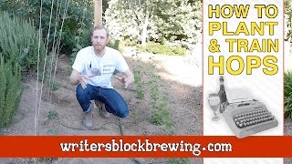 How To Plant amp Train Hops  Tutorial [upl. by Einitsed]