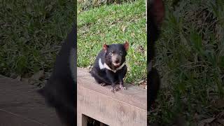 Tassie devil [upl. by Ahsekar]