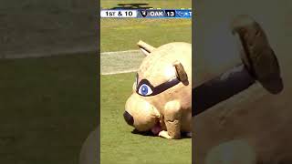 Mascot EATS Cheerleader😳🗿 shorts fypage football funnymoments nfl [upl. by Mcilroy68]