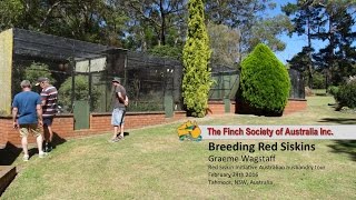 Breeding Red Siskins Graeme Wagstaff [upl. by Ahsiak]