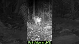 Trail Cam Video Preview Costa Rica [upl. by Luckin]