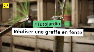 Tuto Jardin Réaliser une greffe en fente [upl. by Chelsy]