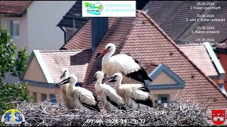 Störche Live auf dem Kulturhaus in Leutershausen [upl. by Nomor]