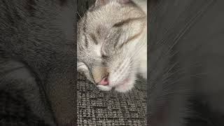 Siamese cat with mild bronchitis snoring sound  Is this calicivirus upper respiratory infection [upl. by Ytirahs]