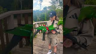 Lamington National Park birdfeeding crazy nature goldcoast activity australia park farmlife [upl. by Epoillac]