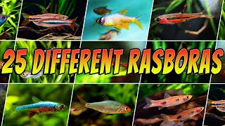 25 Different Types of Rasboras  Rare amp Common Aquarium Rasbora Fish List [upl. by Ardnuasak459]