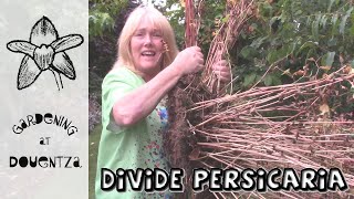 Dividing a Giant Running Persicaria amp YouTube Lies [upl. by Peri]