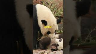 Why Pandas are the cuddliest creatures [upl. by Yleik]