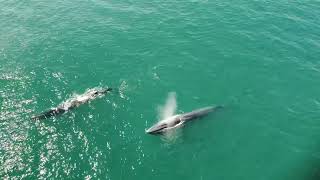 Finback whales off Gloucester ma [upl. by Attennyl]