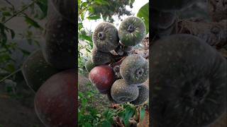 💥திம்லா அத்தி சாப்பிடலாமா⁉️ shivyatimes shorts shortvideo trending farming nature fruit fig [upl. by Clerk]