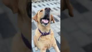 🐕❤️kerala dog doglover viralvideo video viralshorts world pets pet animals [upl. by Berk]