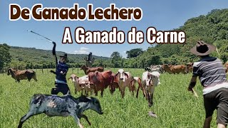 De Lechero a Ganadero de Carne La Transformación de una Finca [upl. by Naahsar]