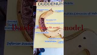 Duodenum 3D modelscience projectscience modelhow to make 3D model [upl. by Anderea]