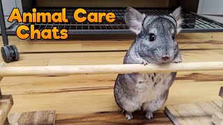 Chinchilla Training with Kayla amp Amanda  Animal Care Chats [upl. by Custer719]