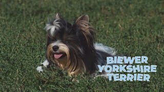 Biewer Yorkshire Terrier 4k Video [upl. by Resarf]