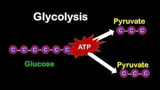 Glycolysis MADE EASY [upl. by Mallissa842]