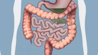 Understanding Bowel Function [upl. by Alpers]