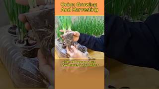 Spring Onion growing and harvesting shorts onion howto [upl. by Eirased558]