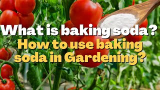 What is baking soda How to use baking soda in Gardening [upl. by Eah]