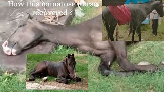 Neuro Trypanosomiasis  Clinical Diagnosis and Treatment  Horses [upl. by Aeniah642]